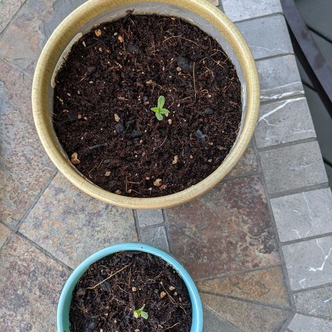 Outdoor  #1 growlog timeline photo