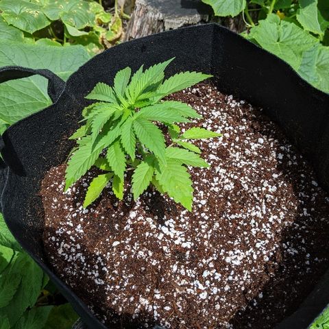 Outdoor  #1 growlog timeline photo
