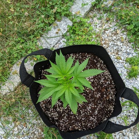 Outdoor  #1 growlog timeline photo