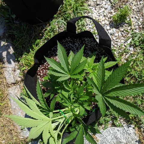 Outdoor  #1 growlog timeline photo