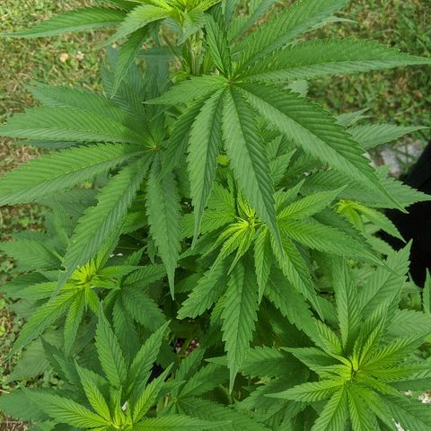 Outdoor  #1 growlog timeline photo