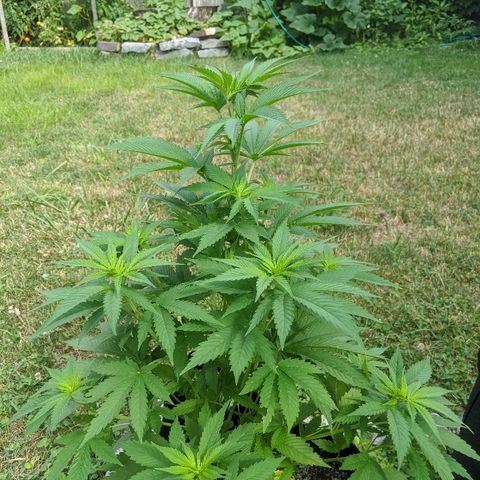 Outdoor  #1 growlog timeline photo