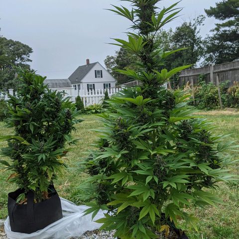 Outdoor  #1 growlog timeline photo