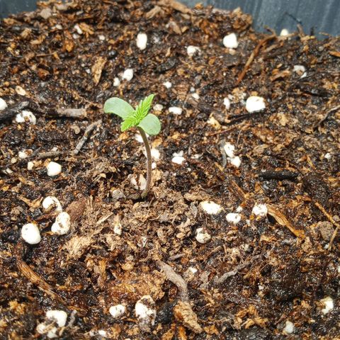 Weers 1 & 2 growlog timeline photo