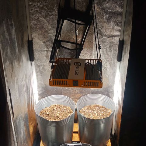 Weers 1 & 2 growlog timeline photo