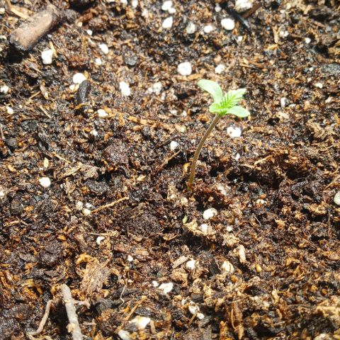 Weers 1 & 2 growlog timeline photo