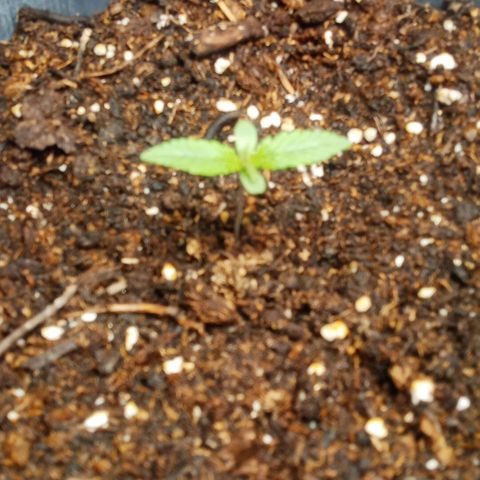 Weers 1 & 2 growlog timeline photo