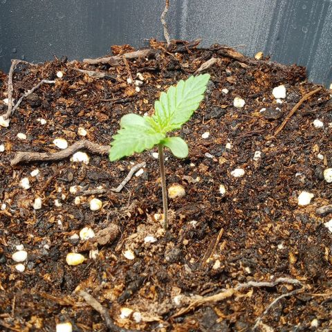 Weers 1 & 2 growlog timeline photo