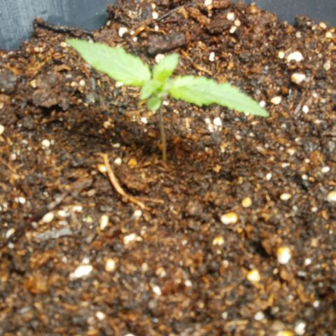 Weers 1 & 2 growlog timeline photo