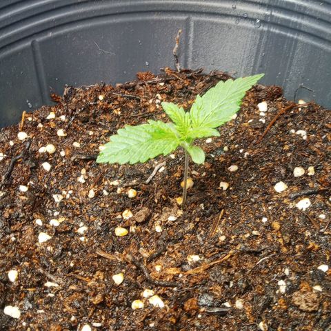 Weers 1 & 2 growlog timeline photo