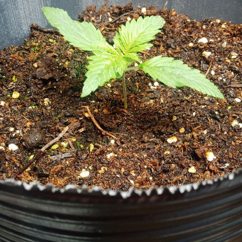 Weers 1 & 2 growlog timeline photo
