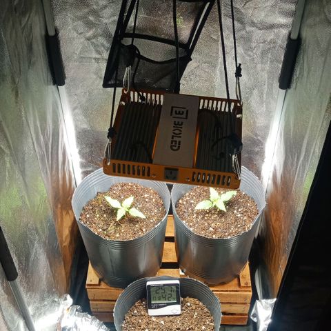 Weers 1 & 2 growlog timeline photo