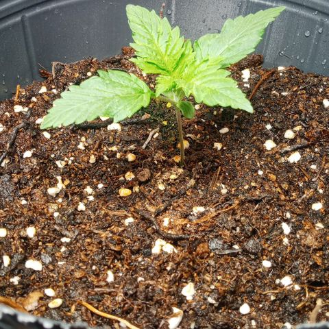 Weers 1 & 2 growlog timeline photo