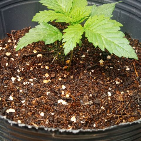 Weers 1 & 2 growlog timeline photo