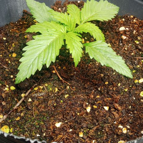 Weers 1 & 2 growlog timeline photo