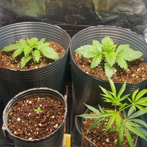 Weers 1 & 2 growlog timeline photo