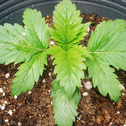 Weers 1 & 2 growlog timeline photo