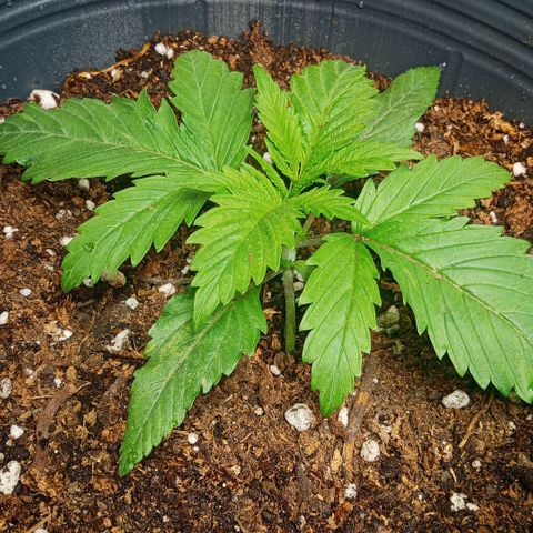 Weers 1 & 2 growlog timeline photo