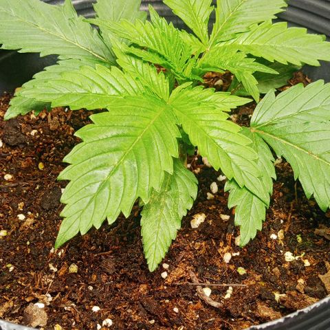 Weers 1 & 2 growlog timeline photo
