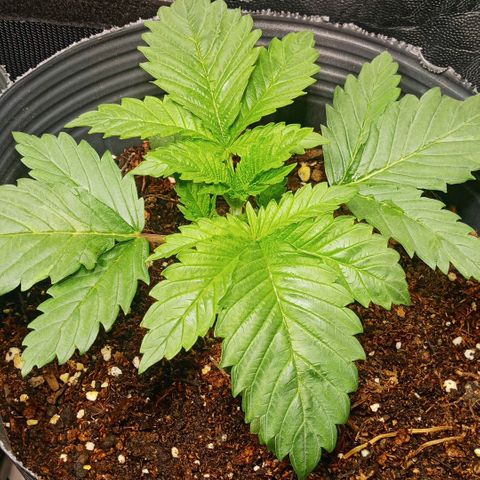 Weers 1 & 2 growlog timeline photo
