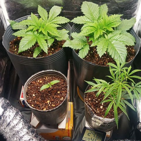 Weers 1 & 2 growlog timeline photo