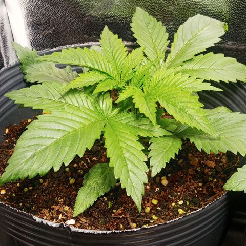 Weers 1 & 2 growlog timeline photo