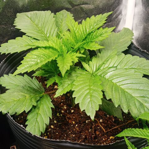 Weers 1 & 2 growlog timeline photo