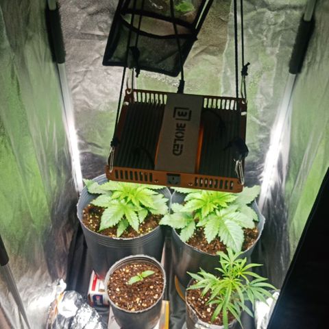 Weers 1 & 2 growlog timeline photo