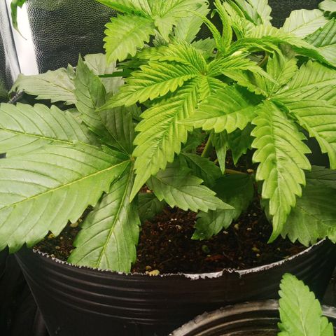 Weers 1 & 2 growlog timeline photo