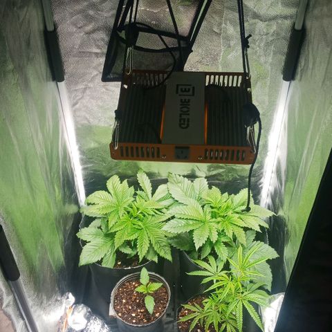 Weers 1 & 2 growlog timeline photo