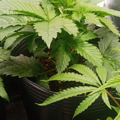 Weers 1 & 2 growlog timeline photo