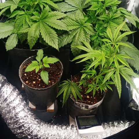 Weers 1 & 2 growlog timeline photo