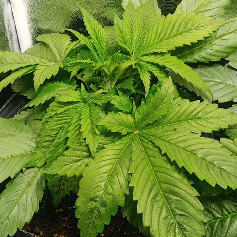 Weers 1 & 2 growlog timeline photo