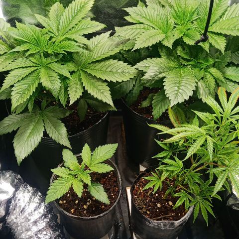 Weers 1 & 2 growlog timeline photo