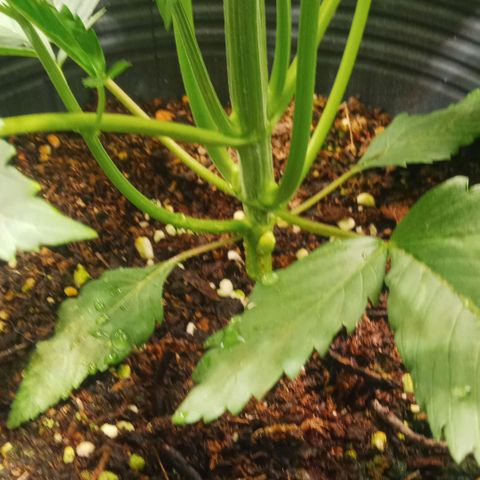 Weers 1 & 2 growlog timeline photo