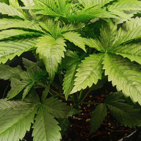 Weers 1 & 2 growlog timeline photo