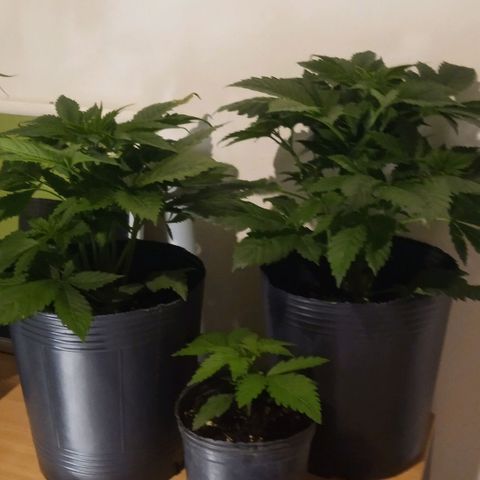 Weers 1 & 2 growlog timeline photo