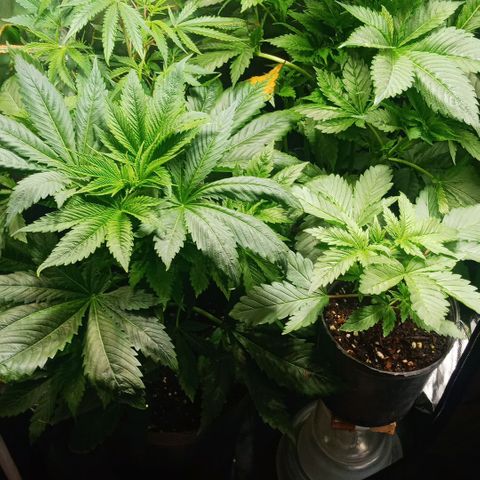 Weers 1 & 2 growlog timeline photo