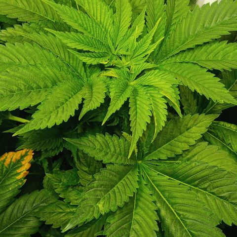 Weers 1 & 2 growlog timeline photo