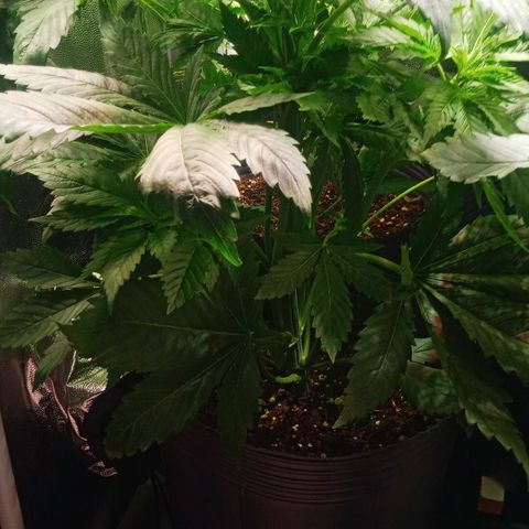 Weers 1 & 2 growlog timeline photo