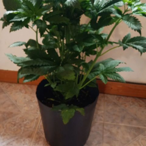 Weers 1 & 2 growlog timeline photo