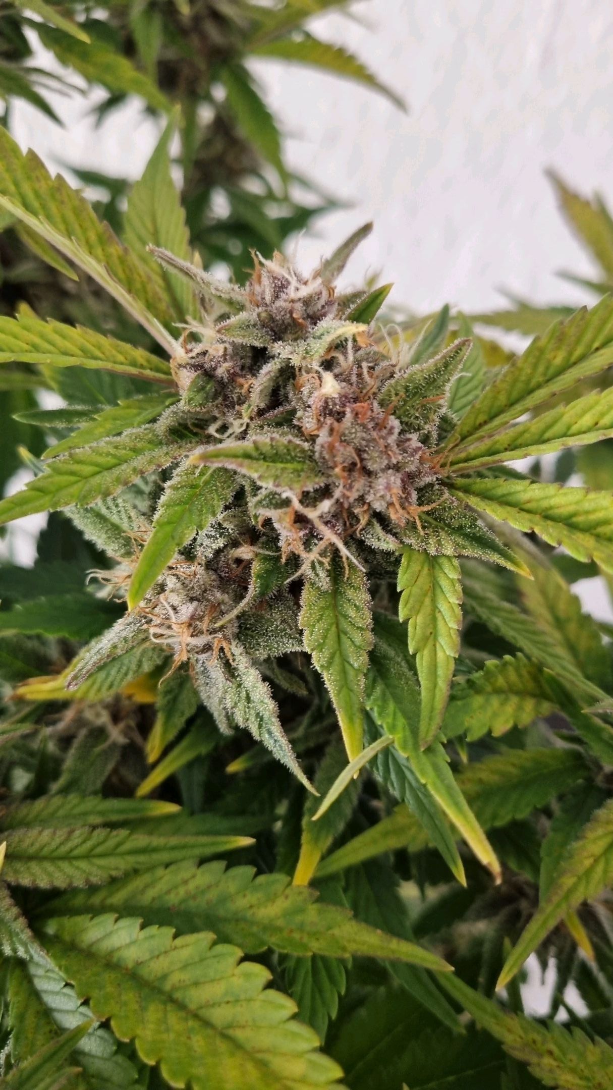 Purple Lemonade Autoflower  #1 growlog header