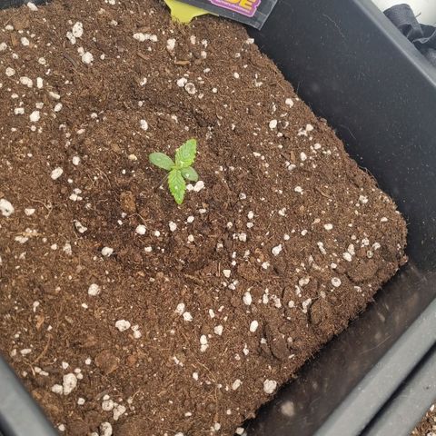 Purple Lemonade Autoflower  #1 growlog photo