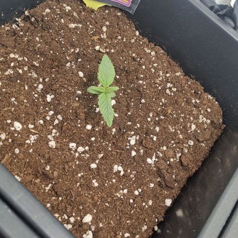 Purple Lemonade Autoflower  #1 growlog photo