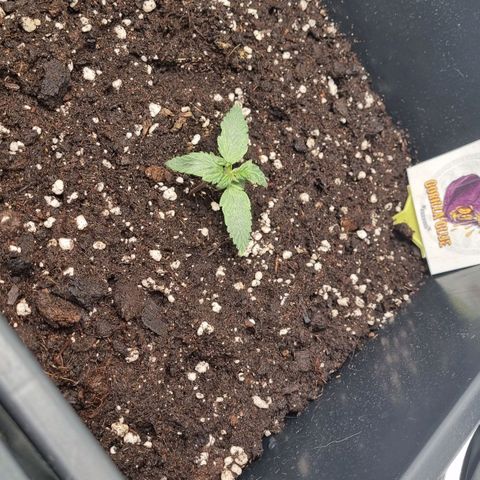 Gorilla Glue Autoflower #1 growlog timeline photo