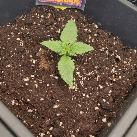 Purple Lemonade Autoflower  #1 growlog photo