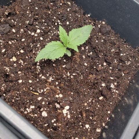 Purple Lemonade Autoflower  #2 growlog timeline photo