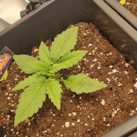 Purple Lemonade Autoflower  #1 growlog photo