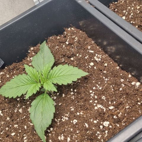 Purple Lemonade Autoflower  #2 growlog timeline photo