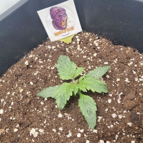 Gorilla Glue Autoflower #1 growlog timeline photo
